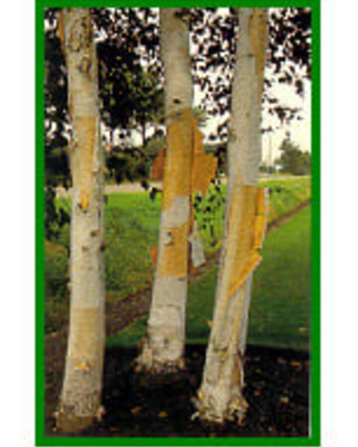 Betula utilis 'Doorenbos' | Zuiver witte berk | Laanboom