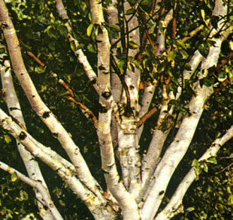Betula utilis jacquemontii | Kasjmirberk | Laanboom