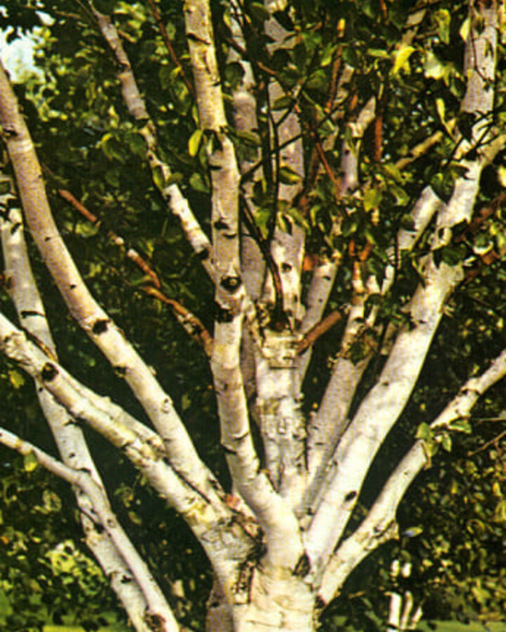 Betula utilis jacquemontii | Kasjmirberk | Laanboom