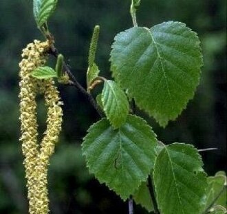 Betula pubescens | Zachte berk | Laanboom