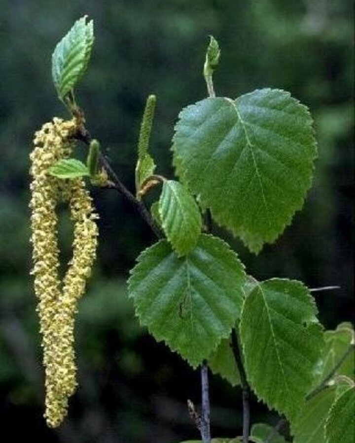 Betula pubescens | Zachte berk | Laanboom