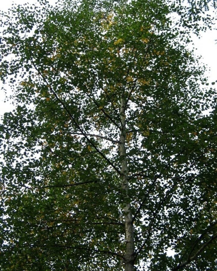 Betula pubescens | Zachte berk | Laanboom