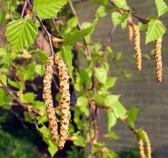 Betula pendula | Ruwe berk | Laanboom
