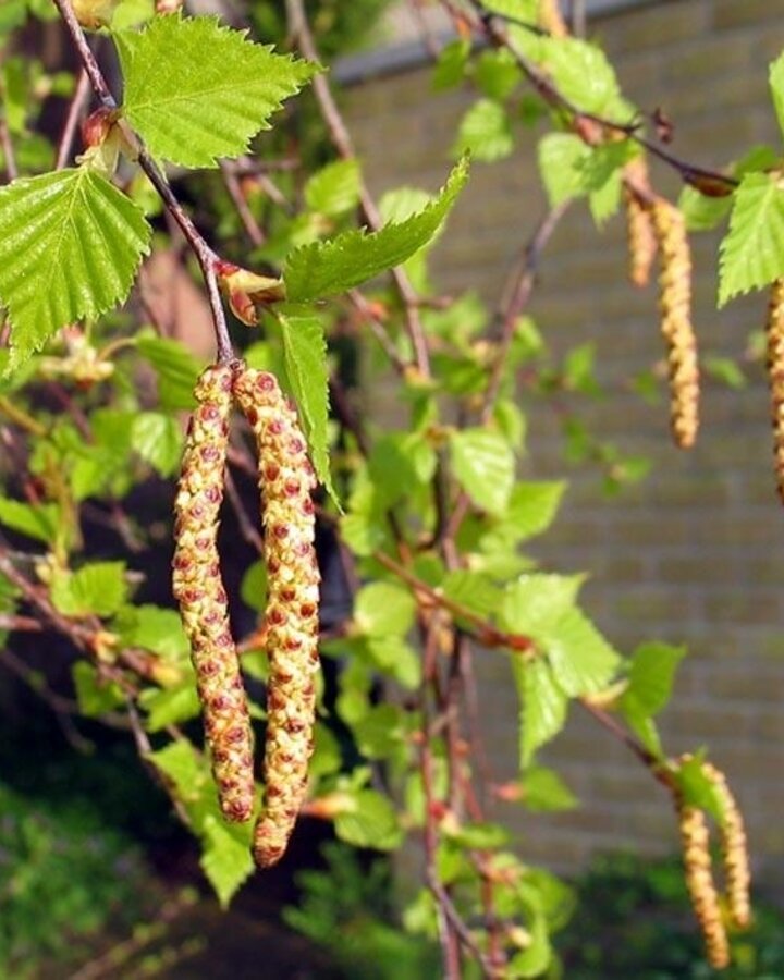 Betula pendula | Ruwe berk | Laanboom