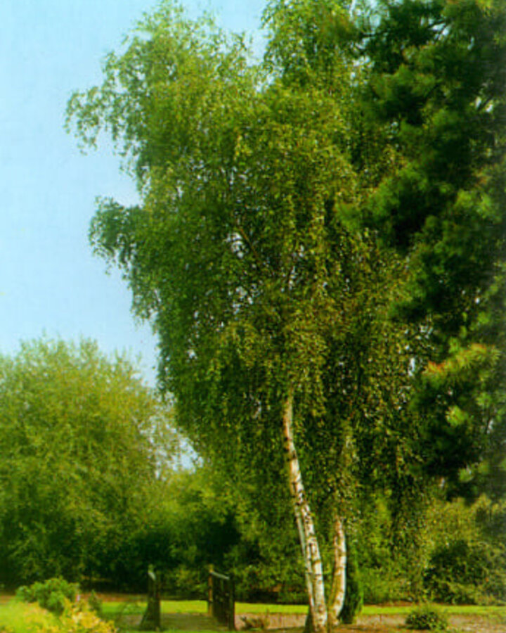 Betula pendula | Ruwe berk | Laanboom