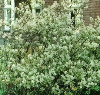 Amelanchier lamarckii | Krent | Laanboom