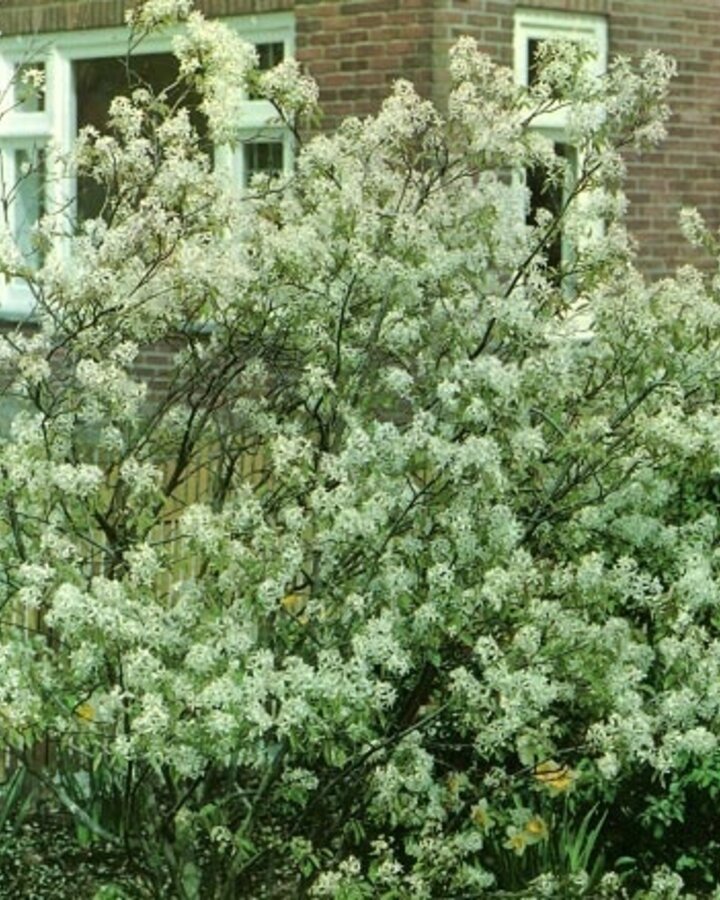 Amelanchier lamarckii | Krent | Laanboom