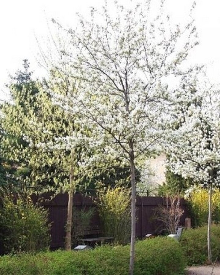 Amelanchier lamarckii | Krent | Laanboom