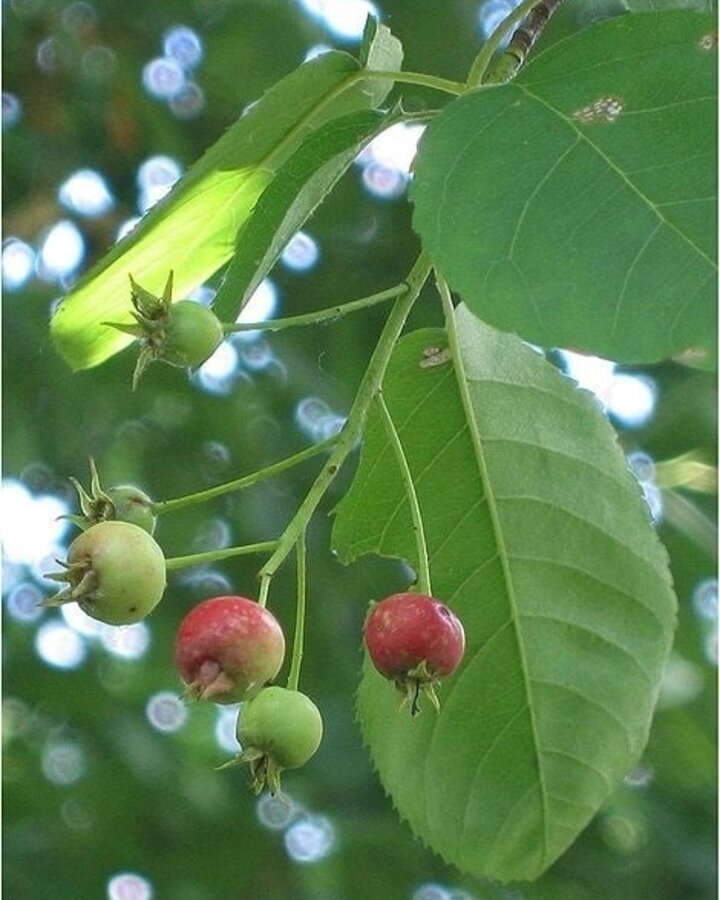 Amelanchier lamarckii | Krent | Laanboom