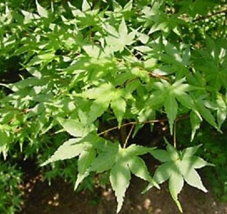 Acer palmatum | Japanse esdoorn | Laanboom