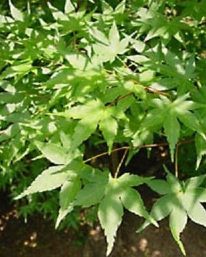 Acer palmatum | Japanse esdoorn | Laanboom