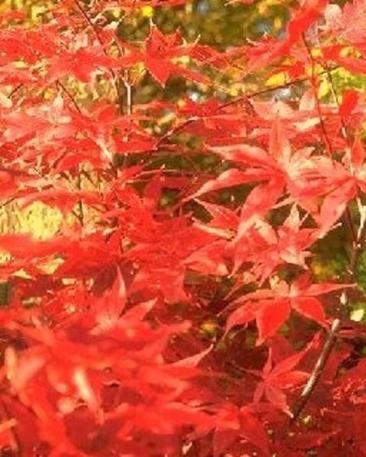 Acer palmatum | Japanse esdoorn | Laanboom