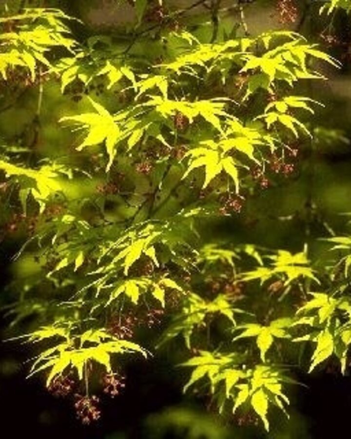 Acer palmatum | Japanse esdoorn | Laanboom