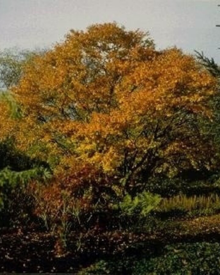 Acer palmatum | Japanse esdoorn | Laanboom