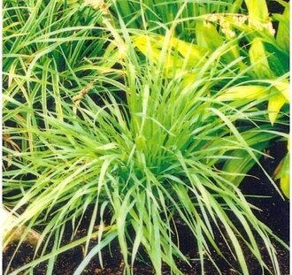 Briza media | Trilgras  | Siergras