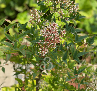 Nandina domestica | Hemelse bamboe | Heester