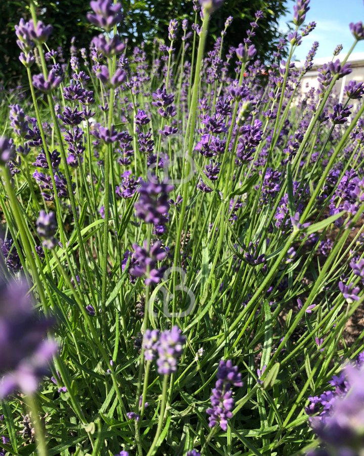 Lavandula ang. 'Hidcote' | Lavendel  | Vaste plant