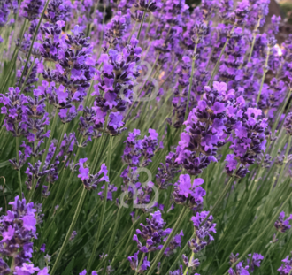 Lavandula ang. 'Hidcote' | Lavendel | Vaste plant