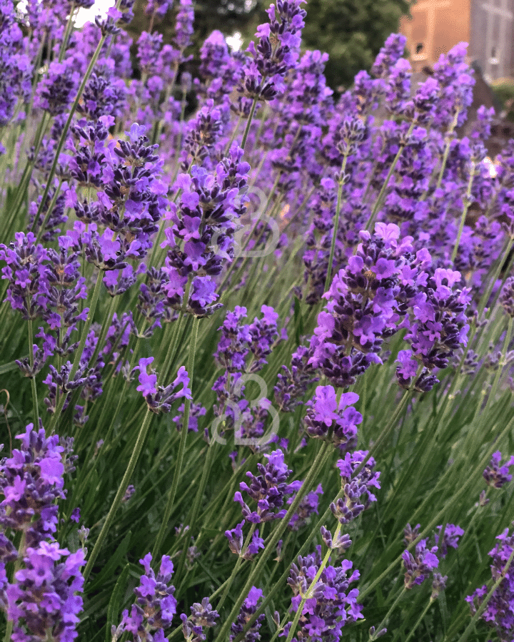 Lavandula ang. 'Hidcote' | Lavendel  | Vaste plant
