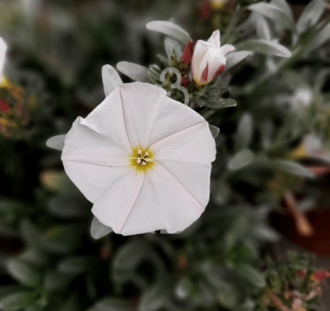 Convolvulus cneorum | Zilverwinde | Heester