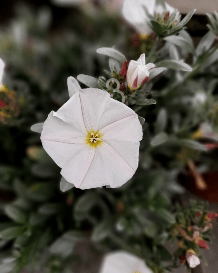 Convolvulus cneorum | Zilverwinde | Heester