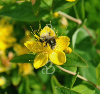 Hypericum 'Hidcote' | Hertshooi | Heester