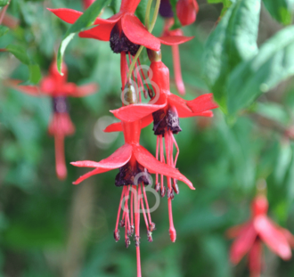 Fuchsia 'Riccartonii' | Bellenplant | Heester