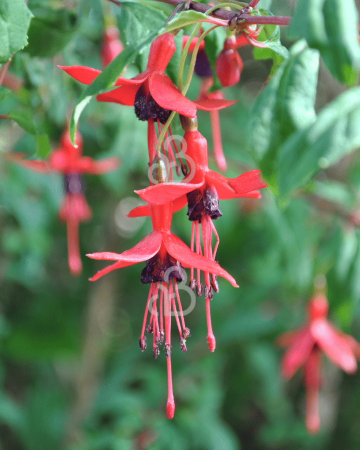 Fuchsia 'Riccartonii' | Bellenplant | Heester