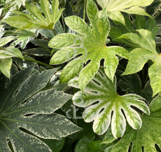 Fatsia japonica 'Spiderweb' | Vingerplant | Heester