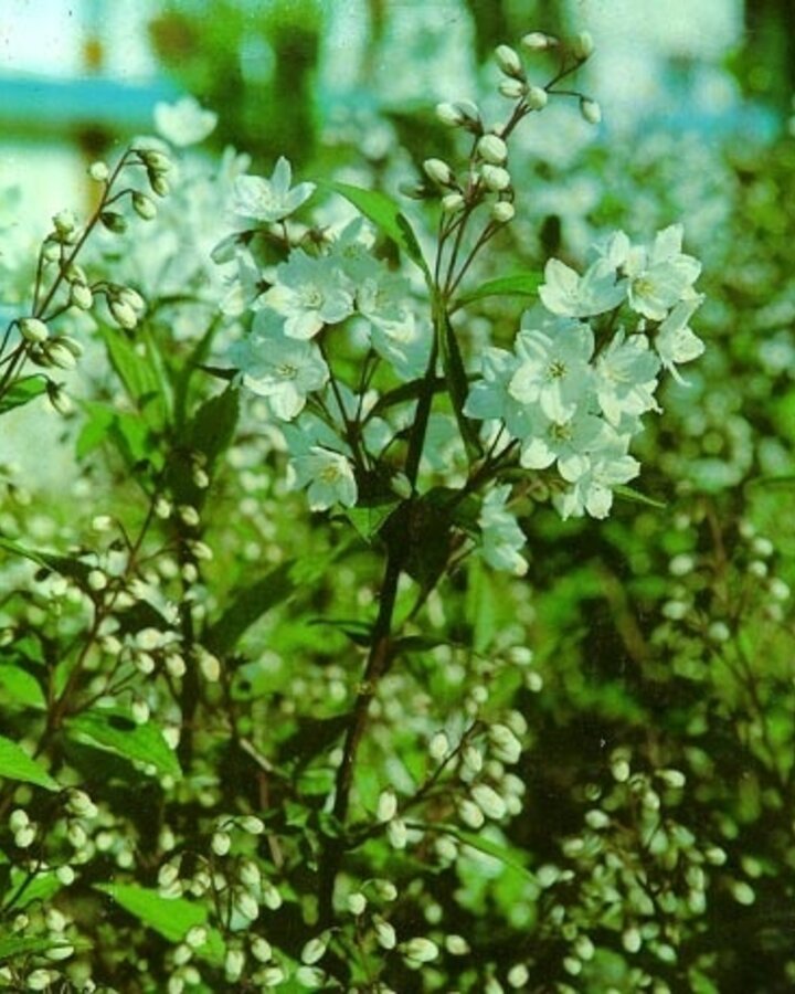Deutzia gracilis | Bruidsbloem  | Heester