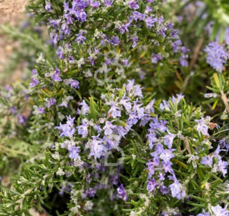 Rosmarinus officinalis 'Caprii' | Rozemarijn | Kruidenplant