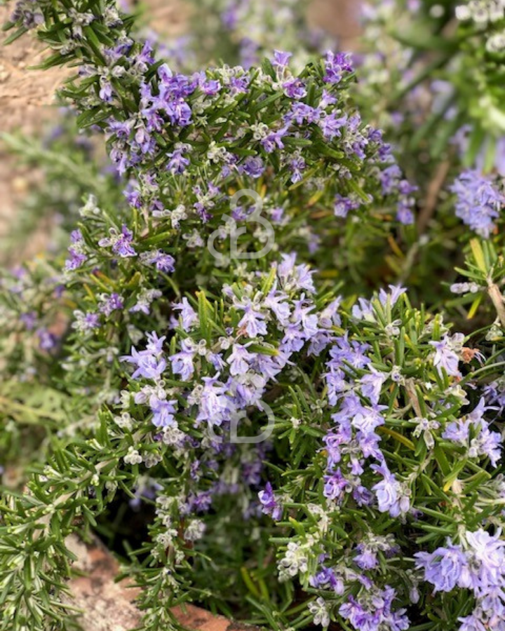 Rosmarinus officinalis 'Caprii' | Rozemarijn | Kruidenplant