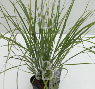 Anemanthele 'Sirocco' | Fazantstaartgras | Siergras