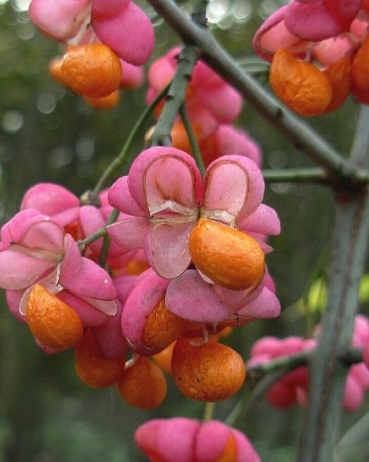 Euonymus europaeus | Kardinaalsmuts | Bosplantsoen