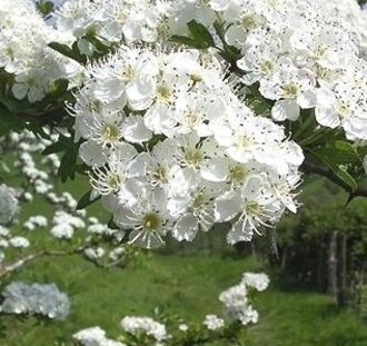 Crataegus monogyna | Meidoorn | Bosplantsoen