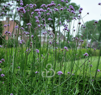 Verbena bonariensis | Ijzerhard  | Vaste plant