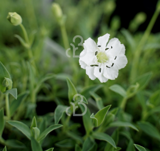 Silene maritima 'Weisskehlchen' | Lijmkruid | Vaste plant