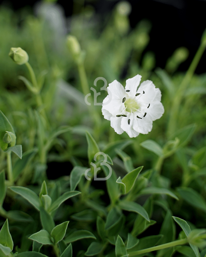 Silene maritima 'Weisskehlchen' | Lijmkruid | Vaste plant