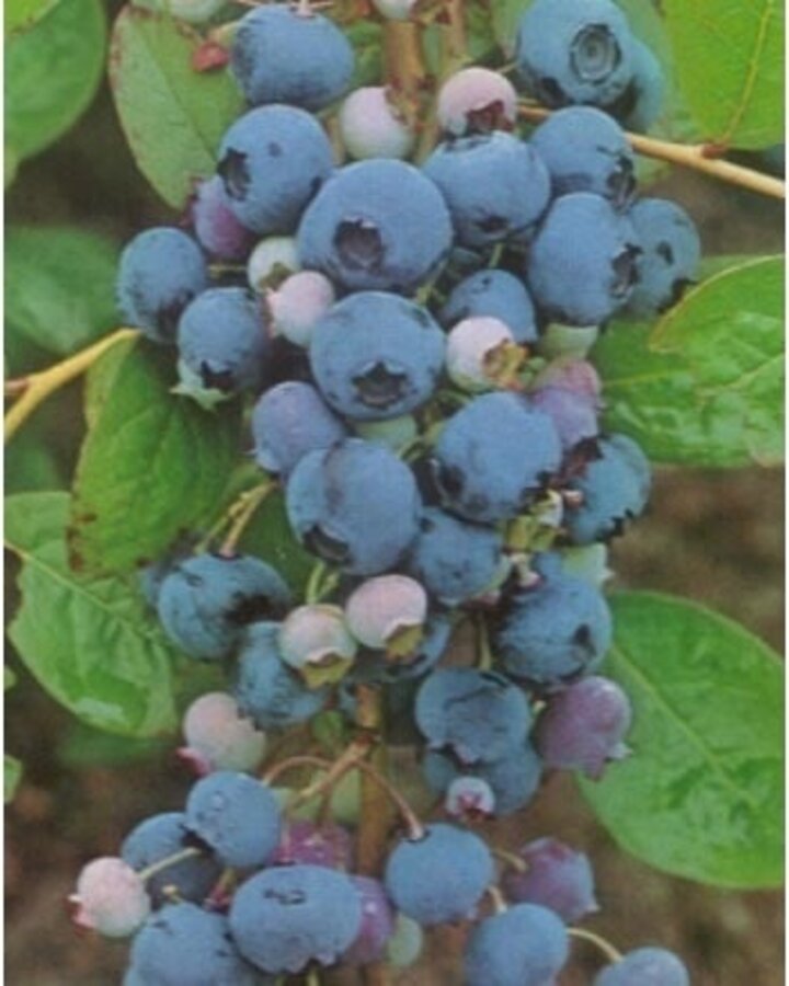 Vaccinium cor. 'Brigitta Blue' | Amerikaanse bosbes  | Kleinfruit