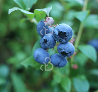 Vaccinium cor. 'Bluejay' | Amerikaanse bosbes  | Kleinfruit