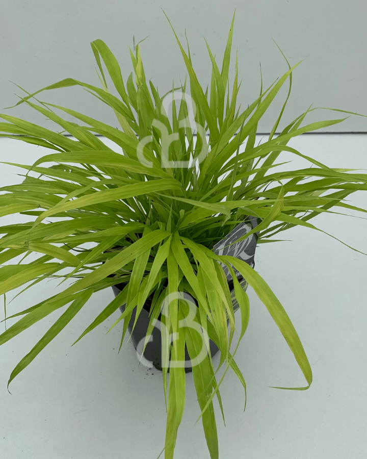 Hakonechloa macra 'Allgold' | Japans berggras | Siergras