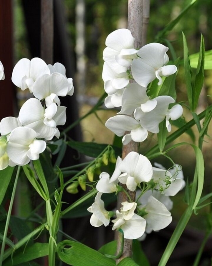 Lathyrus latifolius 'White Pearl' | Pronkerwt | Vaste plant