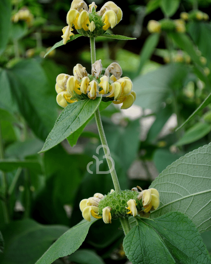 Phlomis russeliana | Brabdkruid | Vaste plant