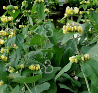 Phlomis russeliana | Brabdkruid | Vaste plant