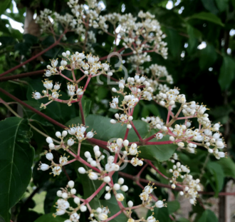 Heptacodium miconioides | Bloem der zeven zonen | Heester
