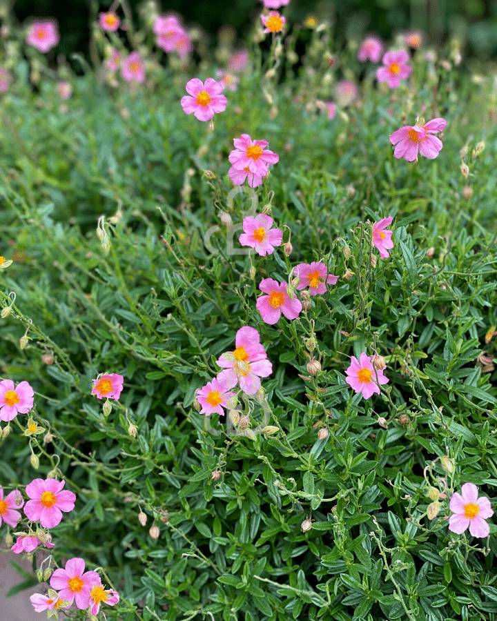 Helianthemum 'Wisley Pink' | Zonneroosje | Vaste plant