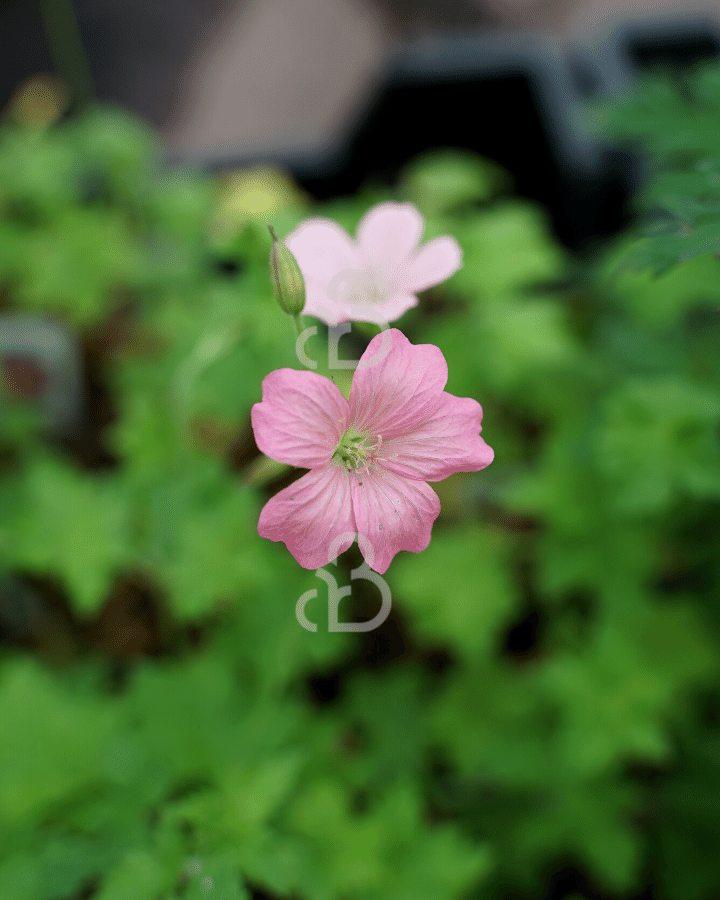 Geranium endressii 'Wargrave Pink' | Ooievaarsbek | Vaste planten