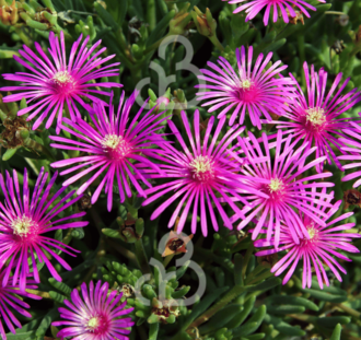 Delosperma cooperi | Ijsbloem | Vaste plant