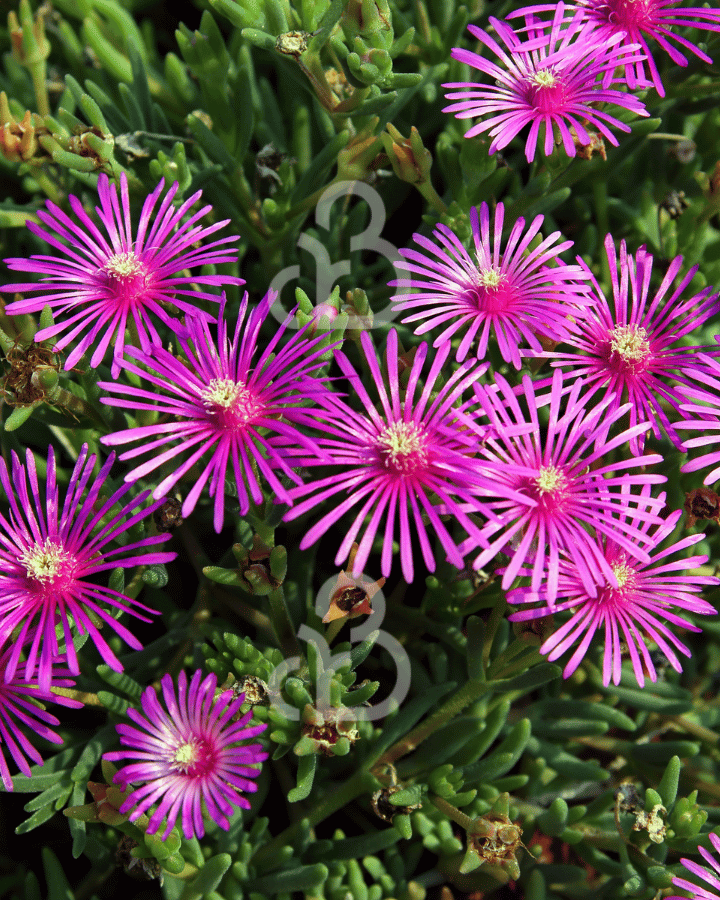 Delosperma cooperi | Ijsbloem | Vaste plant