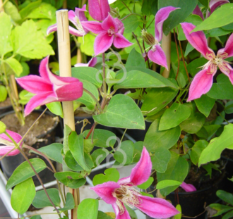Clematis 'Princess Diana' | Bosrank | Klimplanten